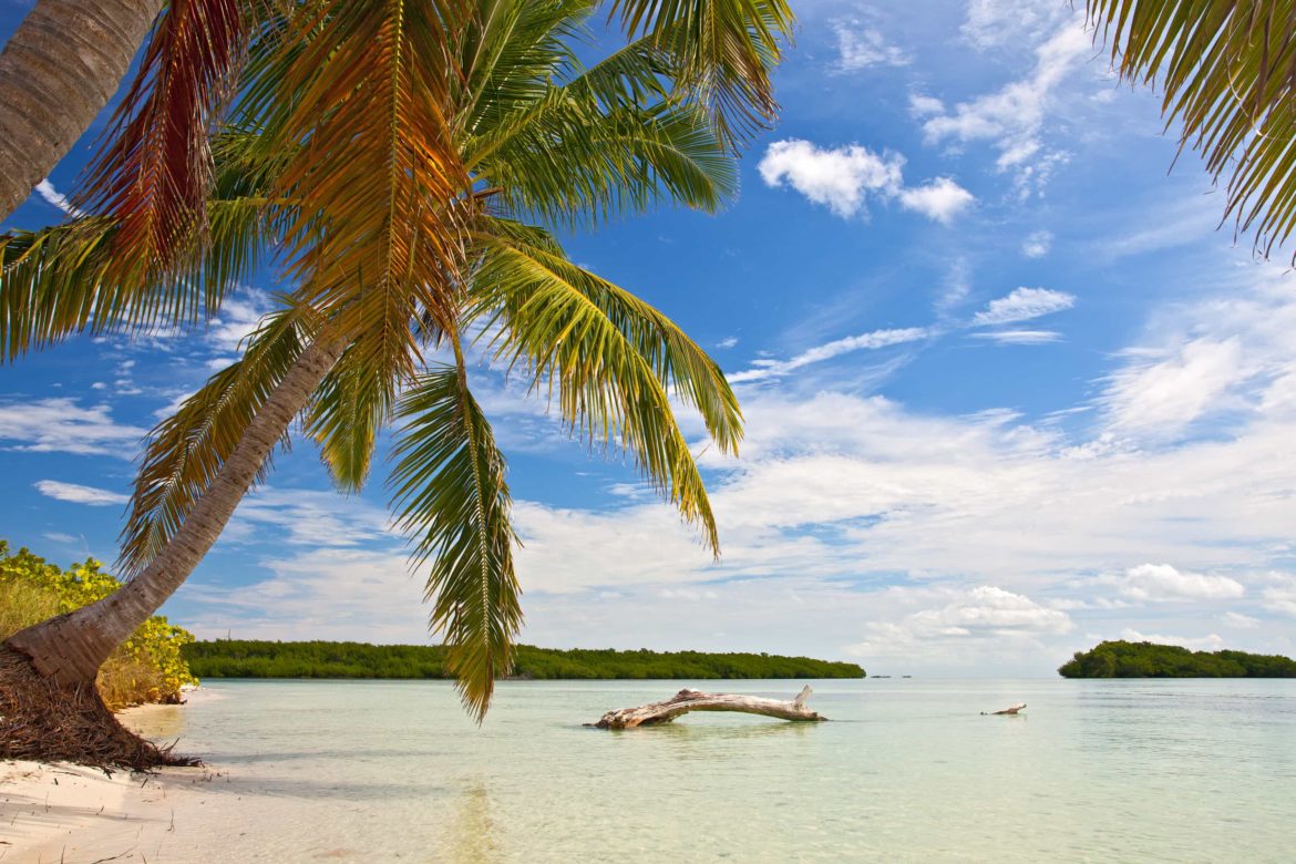 Palm trees, ocean and blue sky on a tropical beach