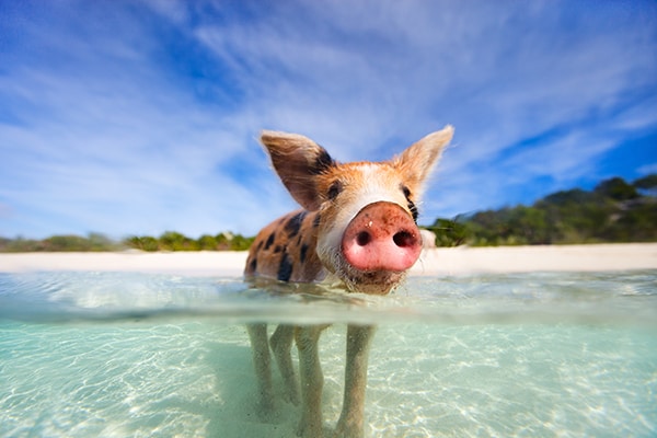 little piglet in water in Bahamas