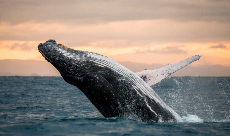 humpback whale breaching out of water at sunset