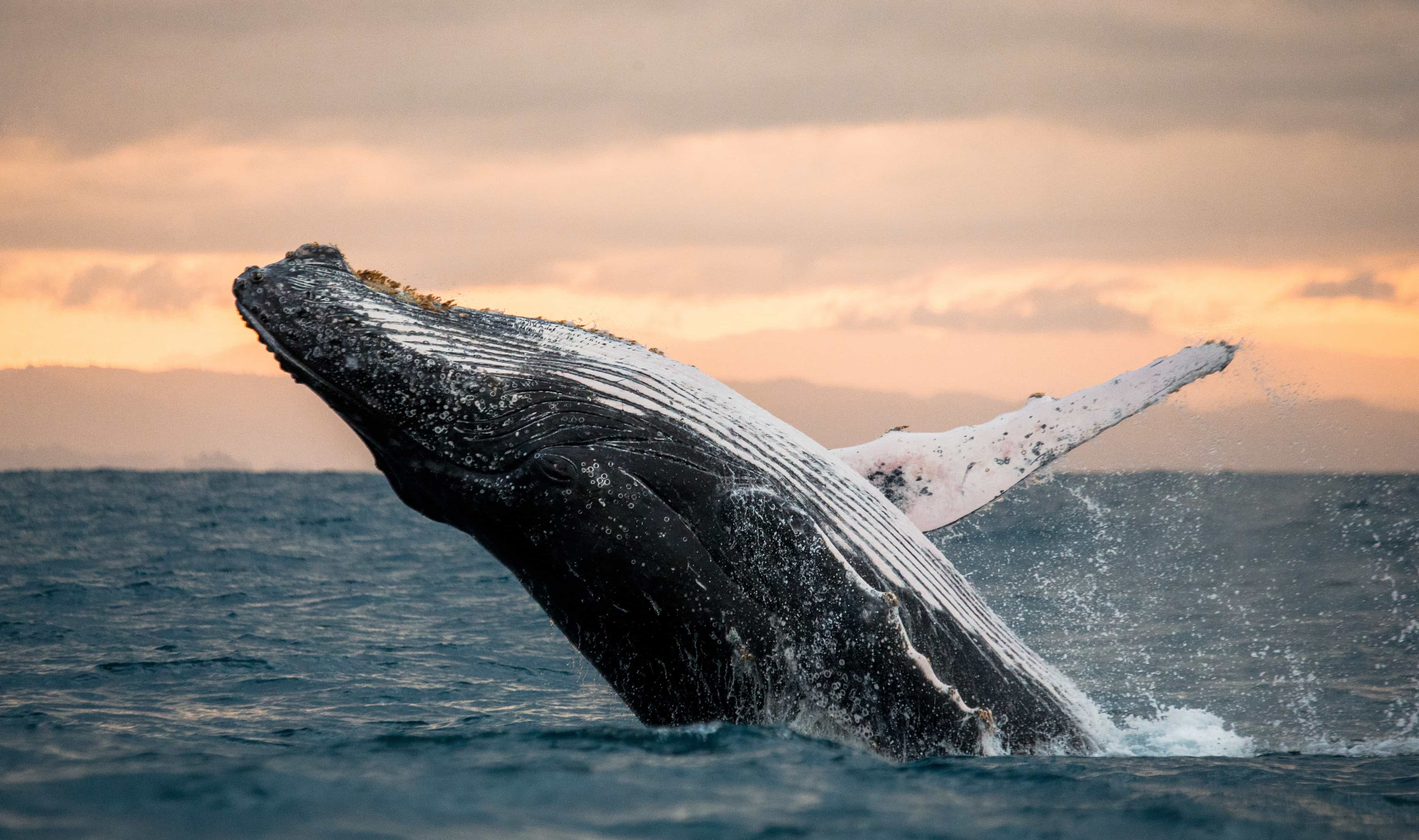 humpback whale breaching at sunrise