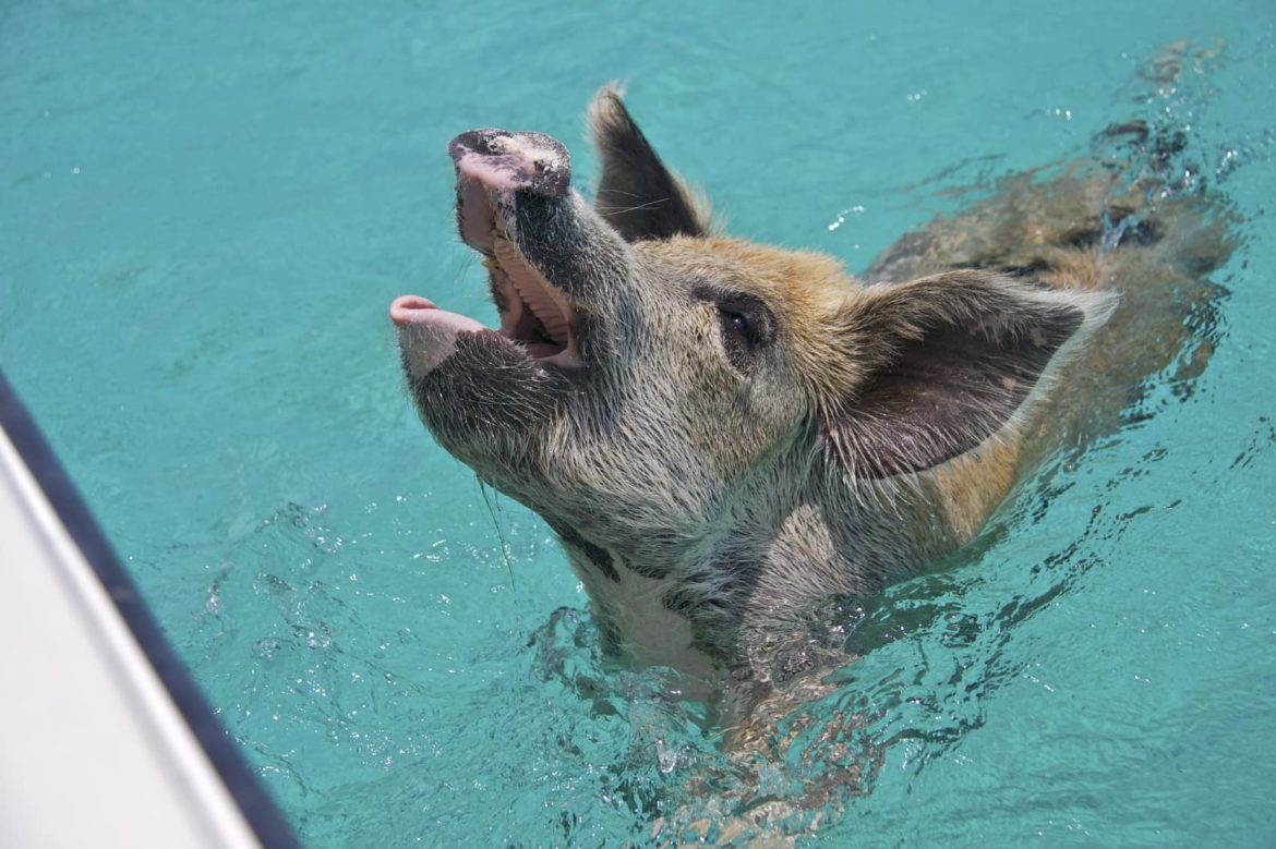 One of the famous swimming pigs you can visit on your Bahamas yacht charter
