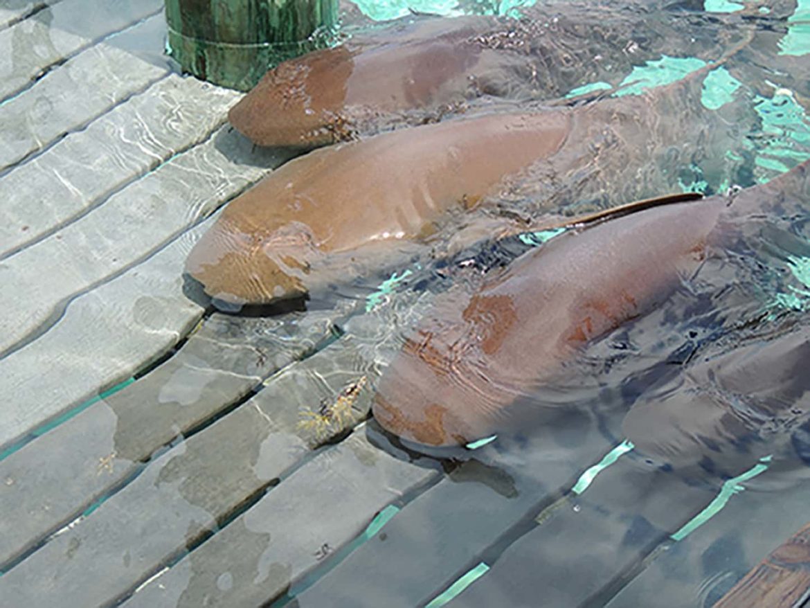 Gentle nurse sharks you can visit and feed during your Exumas yacht charter