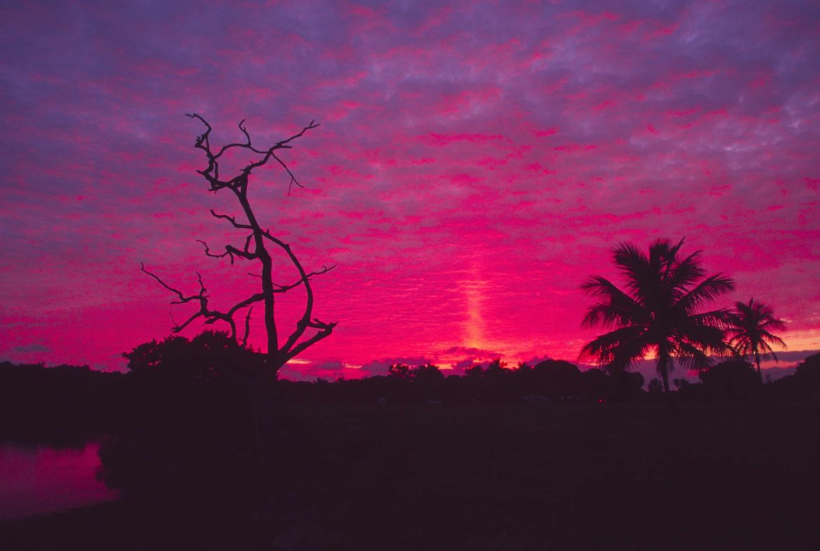 Dramatic shot of the sunset in the Everglades with palm tree shillouettes