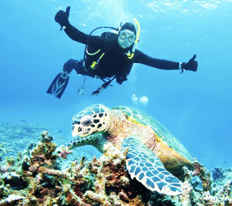 Go diving with sea turtles on your Australia yacht vacation