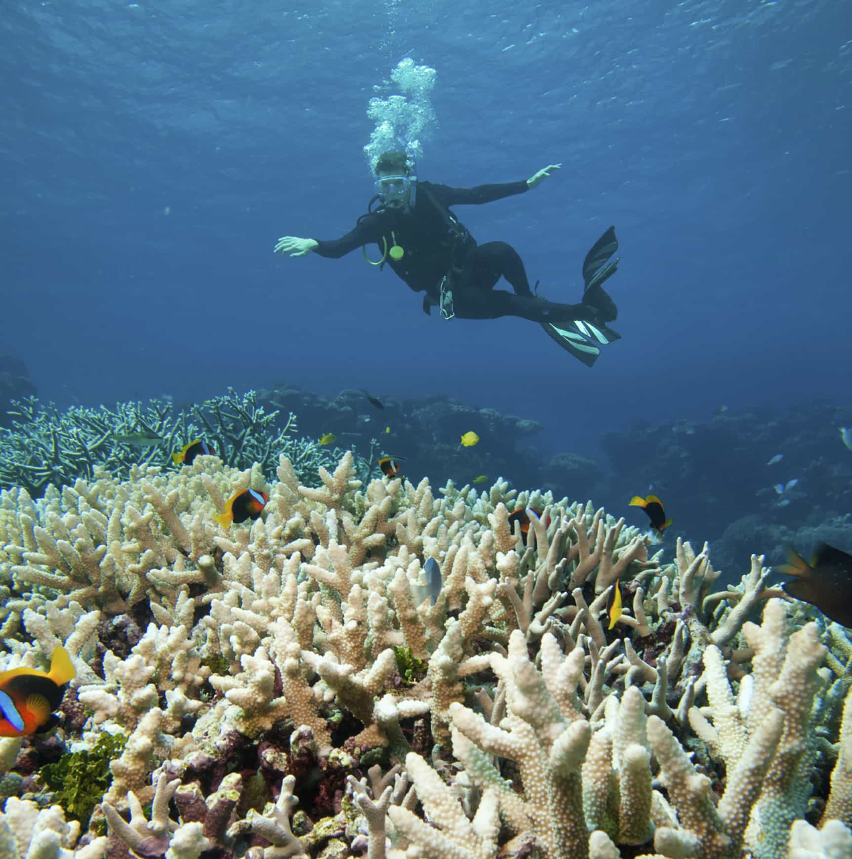 diver in the Great Barrier Reef