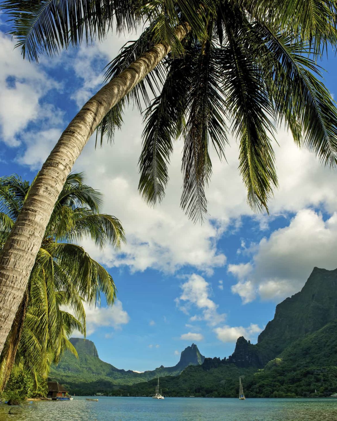 The lush greenery and volcanic mountains of French Polynesia