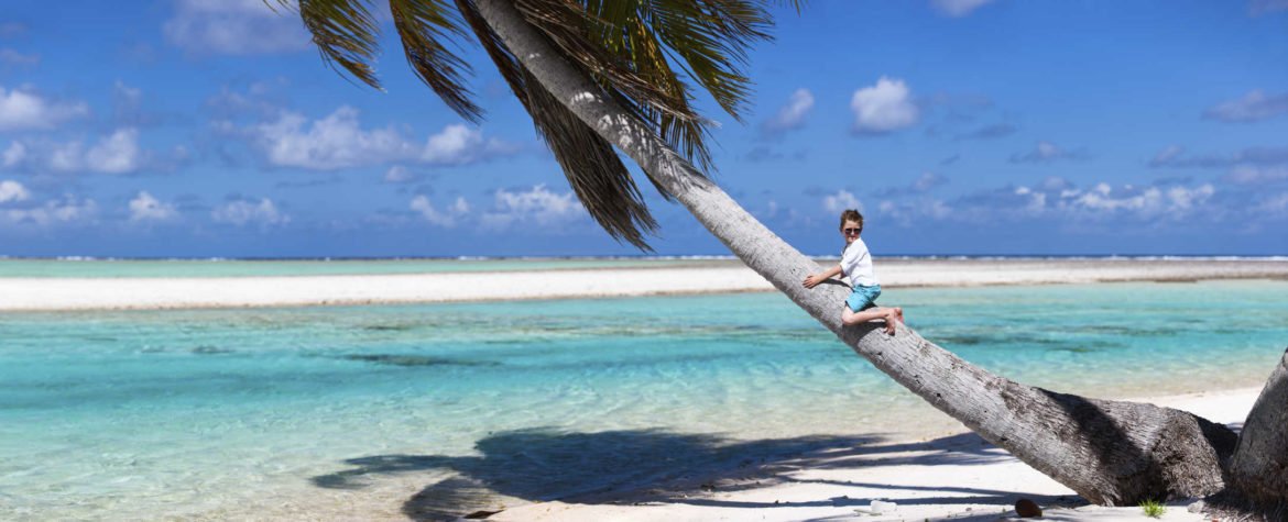 french polynesia palm tree on white sand beach