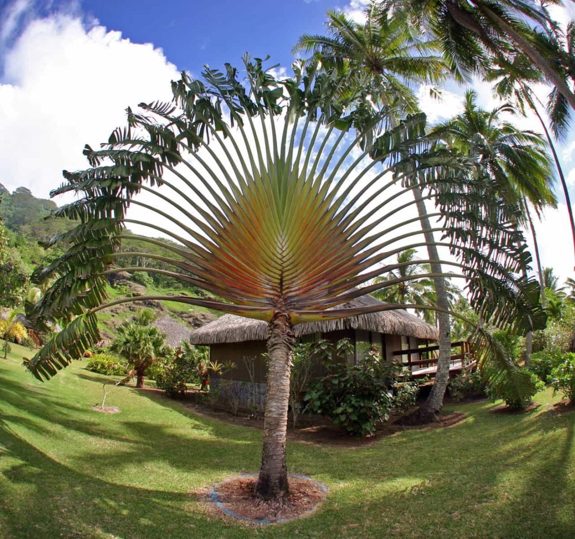 Beautiful paln trees surrounding a thatch roof cabin in French Polynesia