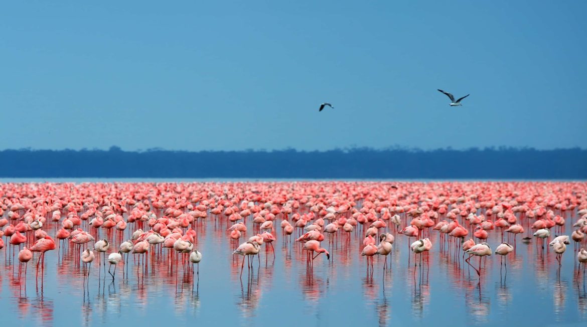 A flock of flamingos, wildlife is one of the attractions you'll enjoy on your BVI yacht charter.