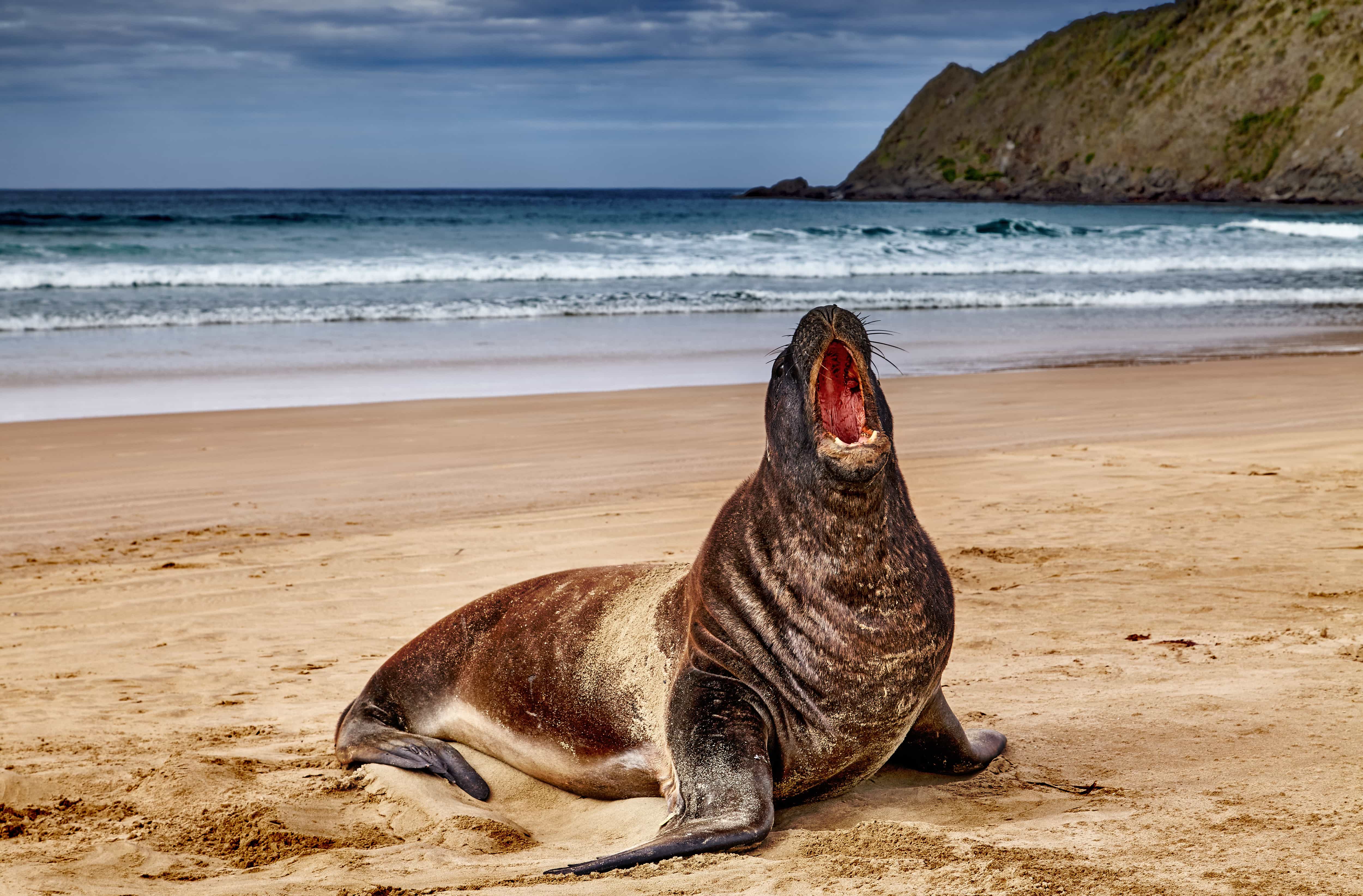 Sea Lion yawns on the beaches of New Zealand
