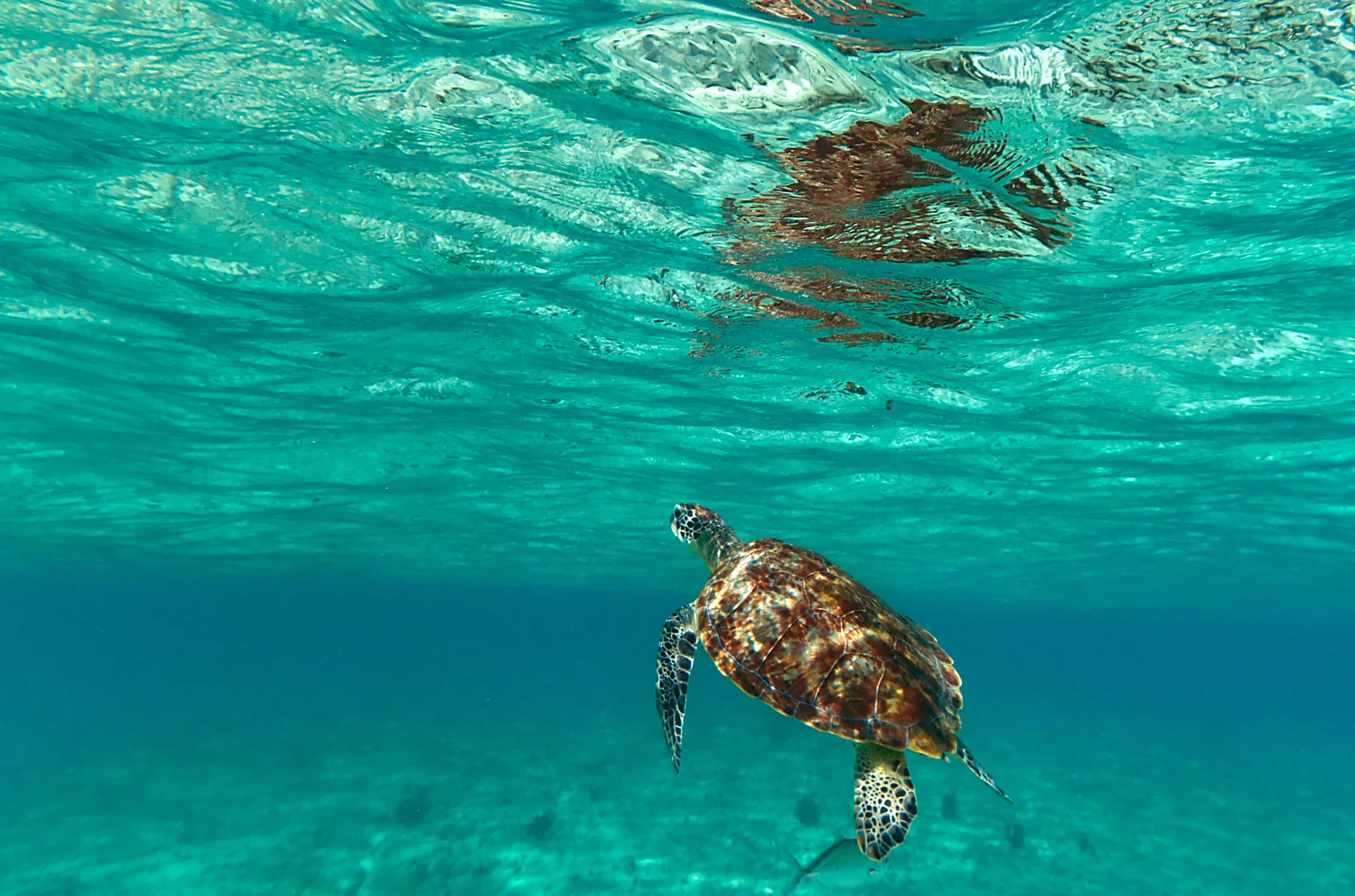 under water shot of sea turtle in Mexico for winter escape
