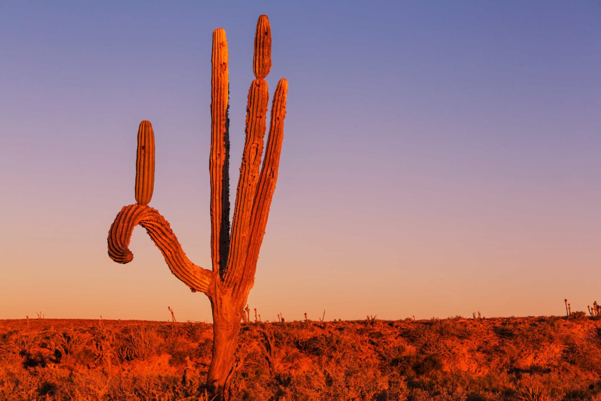 Cactus in the Mexican desert