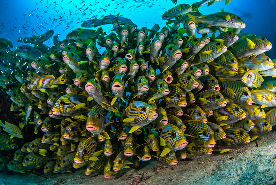 A colorful school of fish in the pristine waters of the Coral Triangle