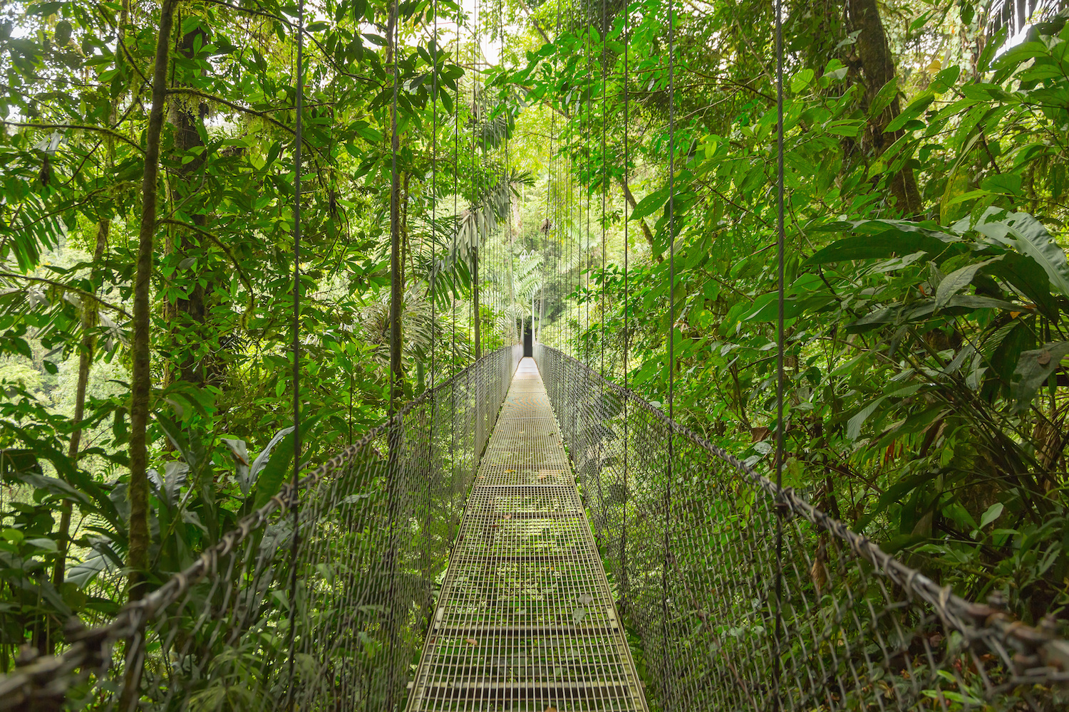 Rope bridge through the costa rican jungle