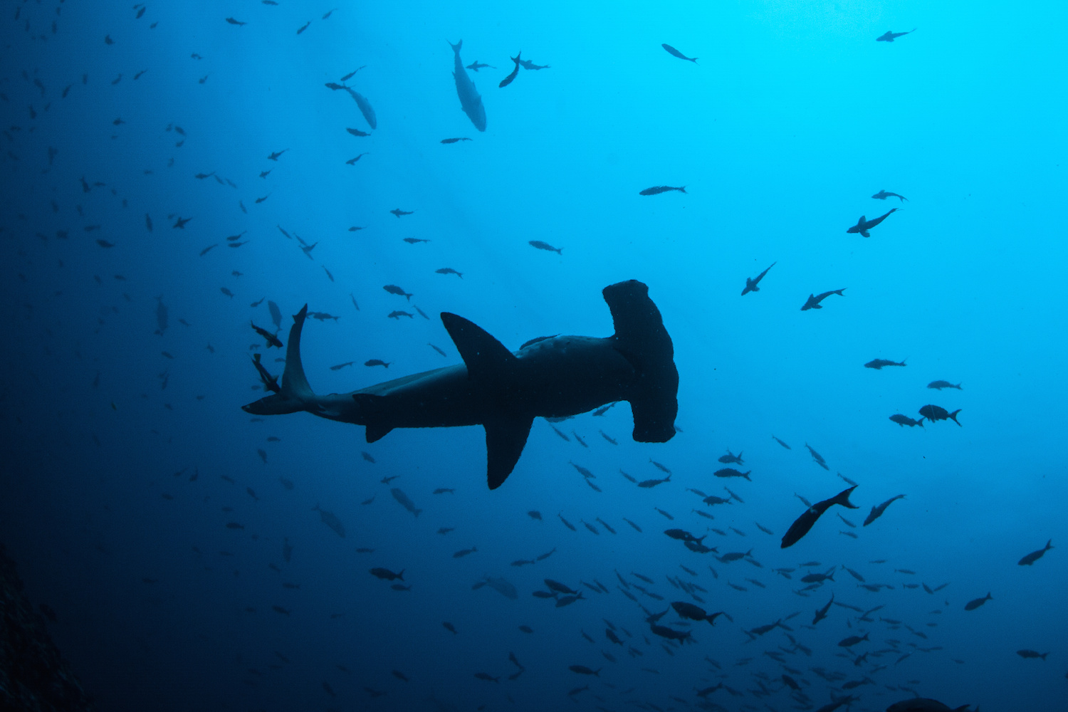 Hammerhead shark and a school of fish seen from below. You'll want to try diving on your Costa Rica yacht charter.