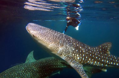 Diver with whale shark