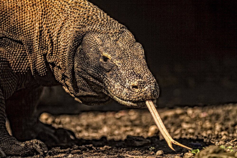 up close photo of Komodo dragon with its tongue out