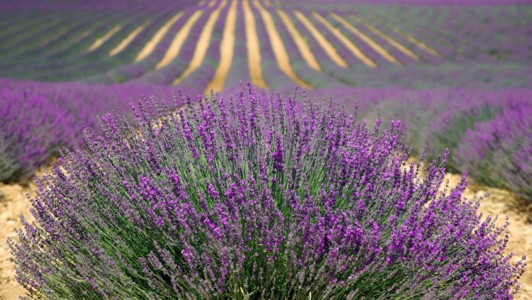 lavender field