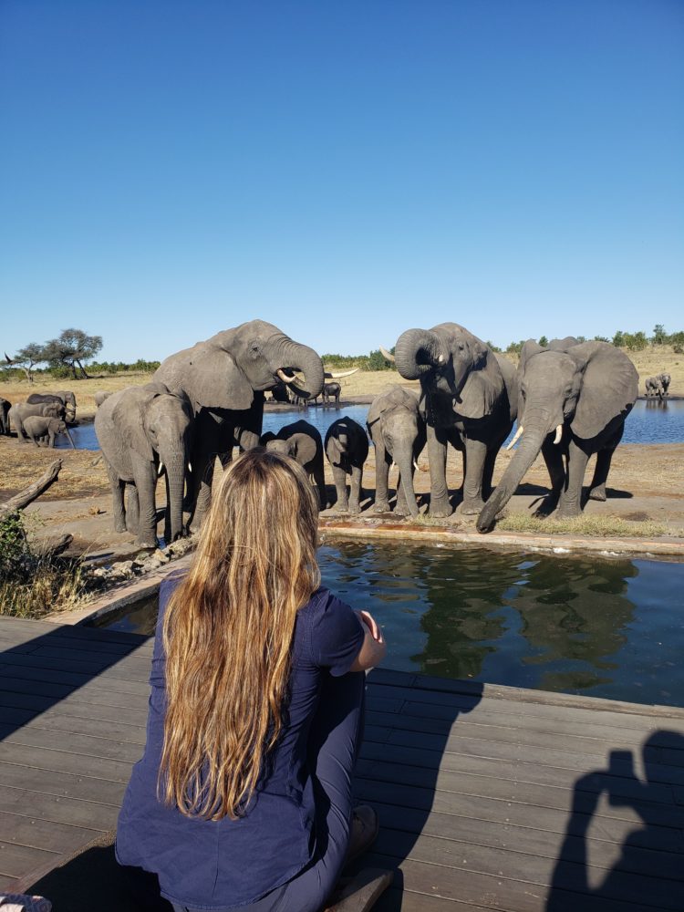woman sitting with her back to the camera while a herd of elephants drink out of a pool in front of her in Zimbabwe