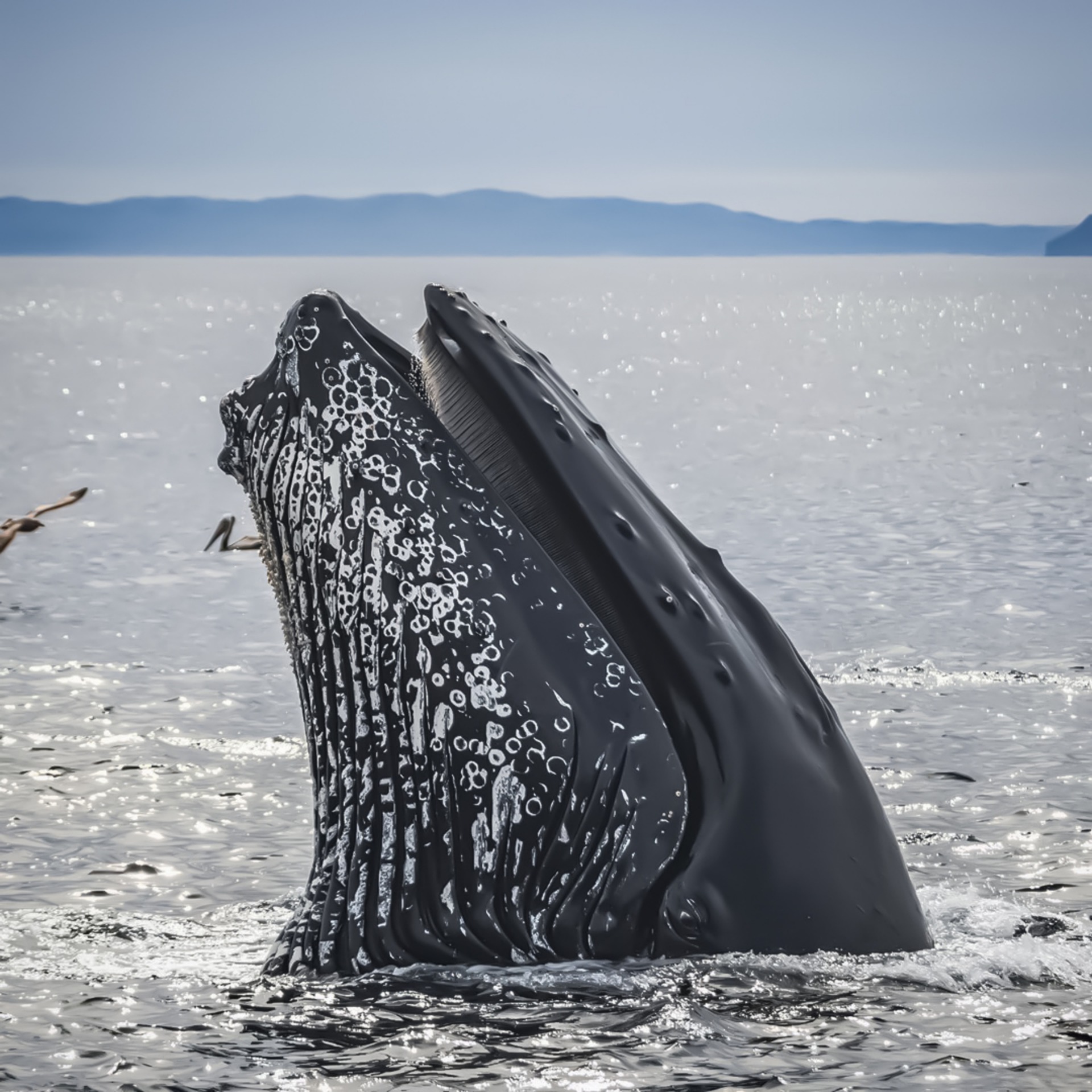 close up of a humback whale's face in ocean