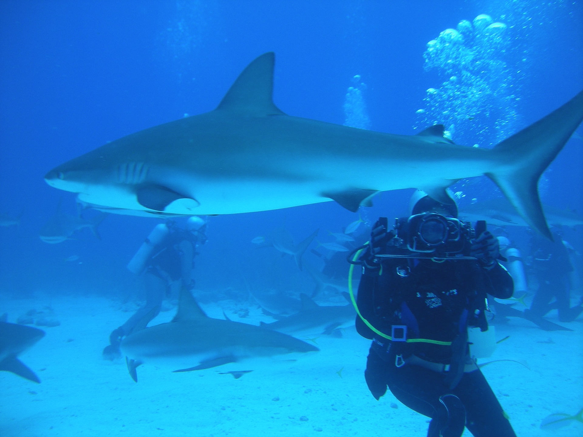 diver with camera underwater in the Bahamas swimming with sharks