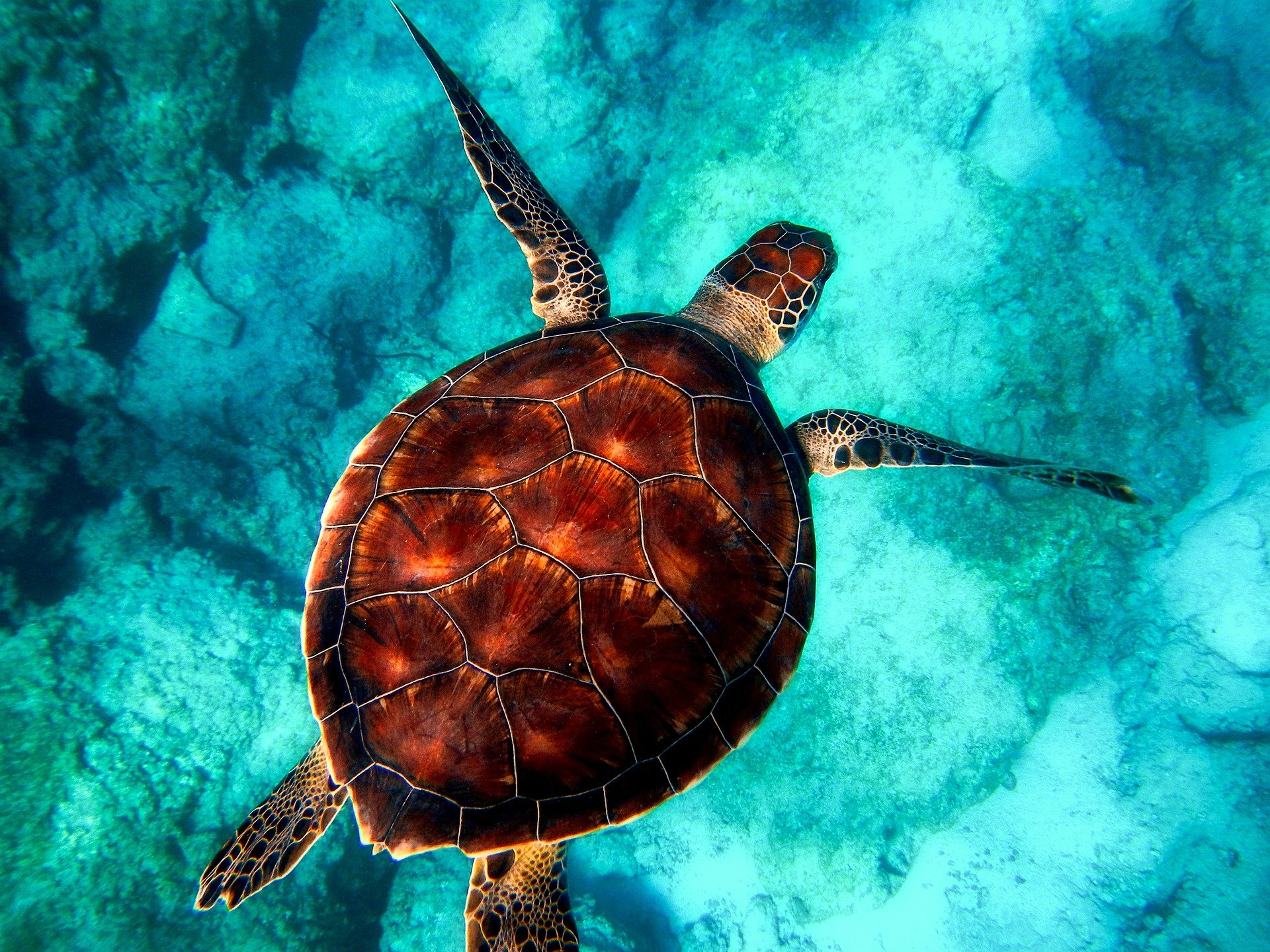 aerial view of sea turtle swimming under turquoise waters