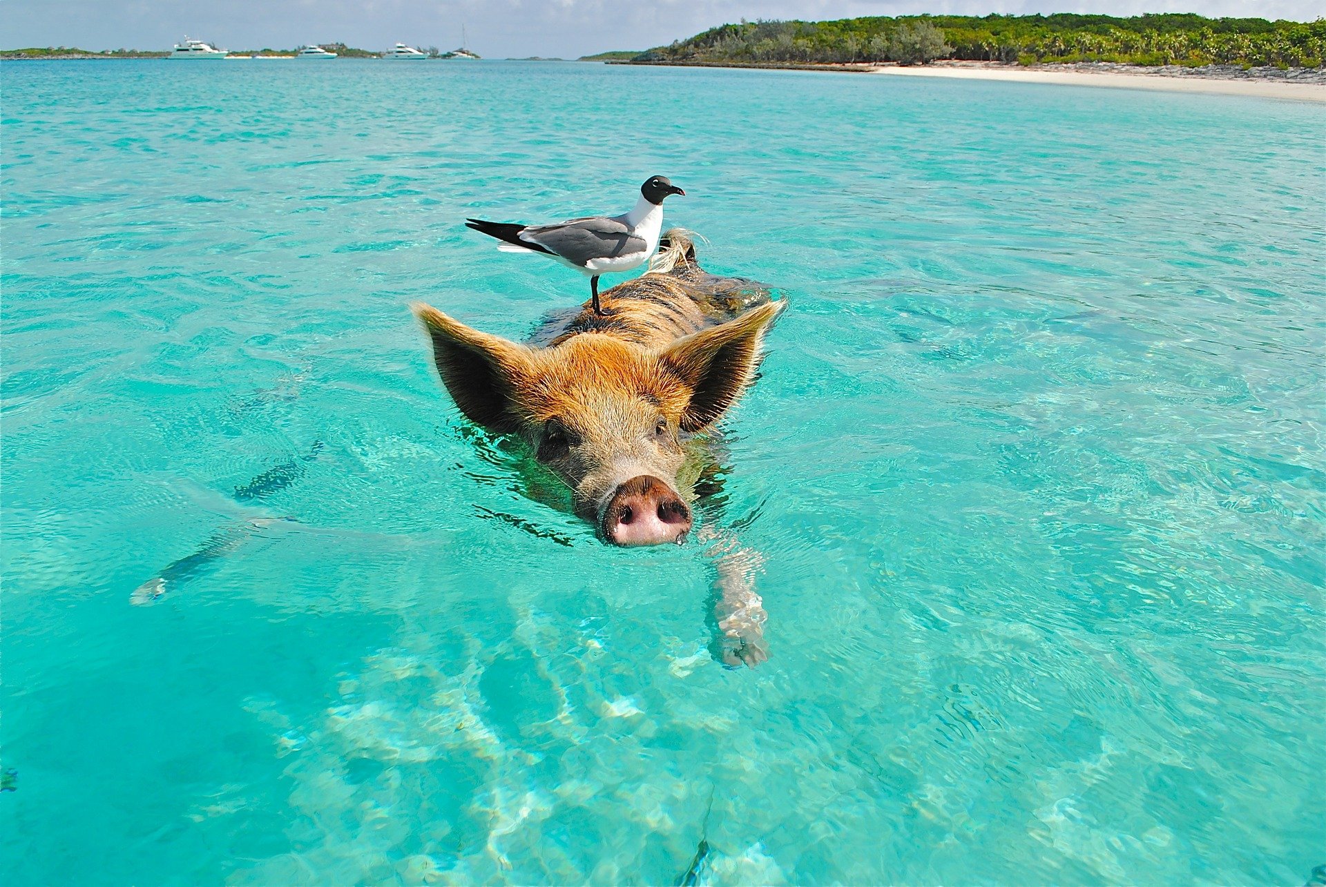 pig swimming with bird on its back in Exumas