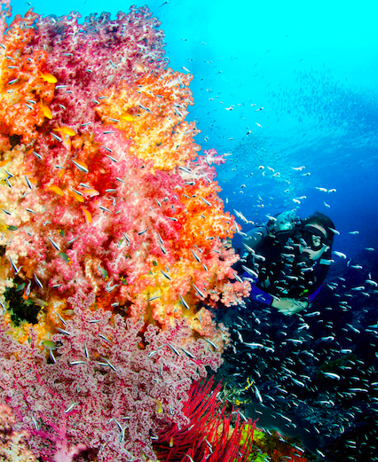 underwater photo of scuba diver in Indonesia surrounded by fish and coral