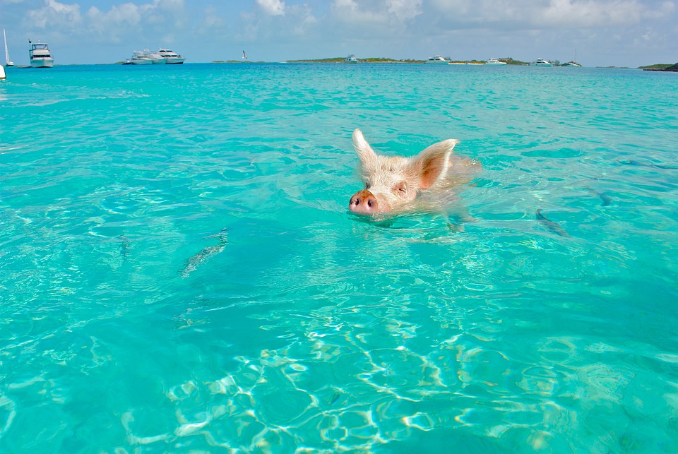 pig swimming in the Bahamas