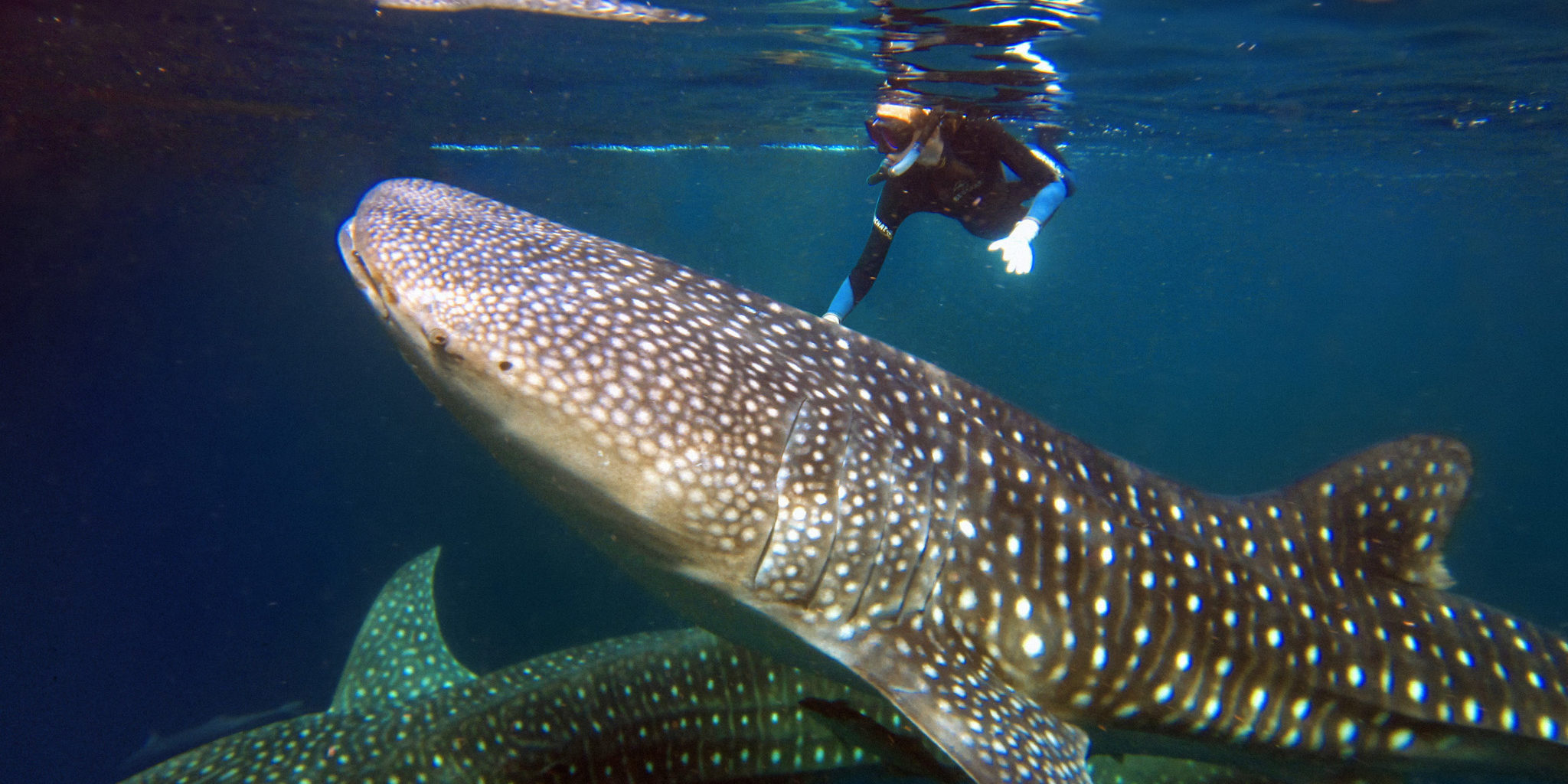 Diver with whale shark